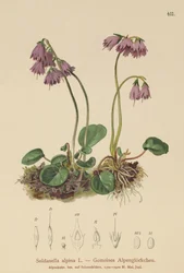 Alpine Snow Bell