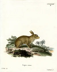 American Gray Rabbit