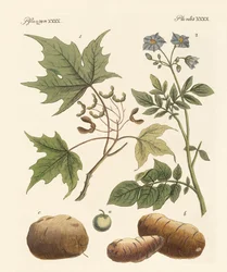 American Plants