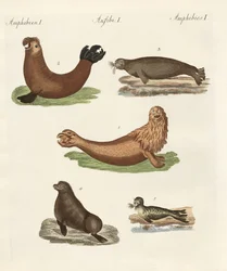 Amphibians