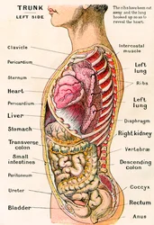 Anatomical View of the Human Torso