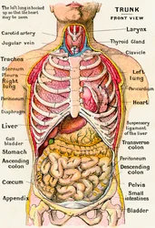 Anatomical View of the Human Torso