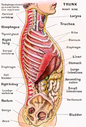 Anatomical View of the Human Torso