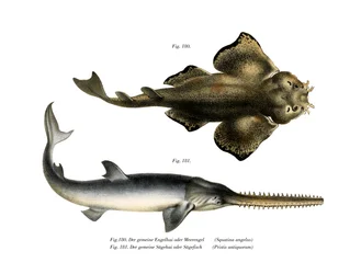 Angle Shark