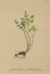 Annual Stonecrop