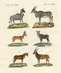 Antelopes and Gazelles