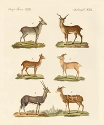 Antelopes and Gazelles