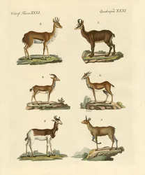Antelopes and Gazelles