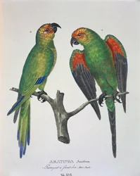 Aratinga Aurifrons (male and female), table XVI from 