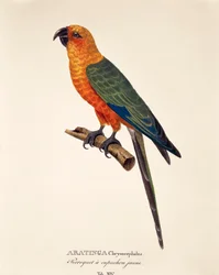 Aratinga Chrysocephalus, table XIV from 
