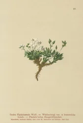 Arctic Draba