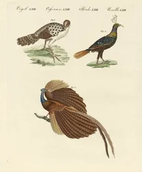 Asiatic Birds