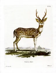 Axis Deer
