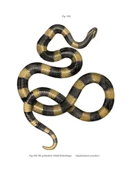 Banded Krait