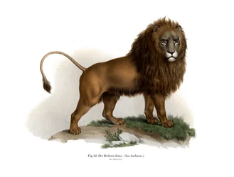 Barbary Lion