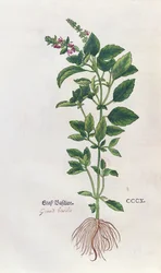 Basil, a botanical plate from the Herbarium by Leonhart Fuchs, published in Basel, 1543