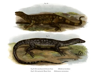 Beaded Lizard