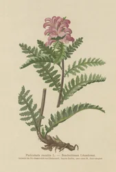 Beakless Red Lousewort