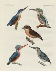 Beautiful Birds