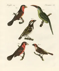 Beautiful Climbing Birds