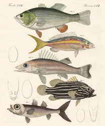 Beautiful Fish