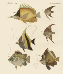 Beautiful Fish