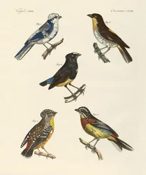 Beautiful foreign birds