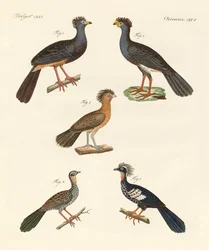 Beautiful New Birds