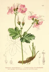 Bigroot Geranium
