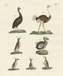 Birds