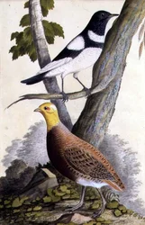 Black-Throated Thrush and Partridge, c.1740
