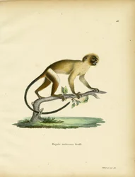 Black-tailed Marmoset