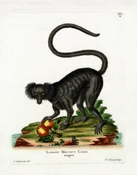 Black Lemur