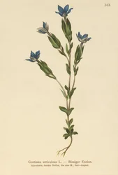 Bladder Gentian