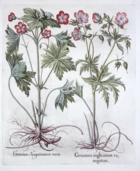 Bloody Cranesbill and Bigroot Cranesbill, from Hortus Eystettensis