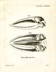 Blue Whale Skull