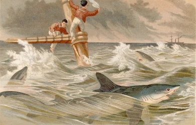 Blue Shark, plate from Brehms Tierleben