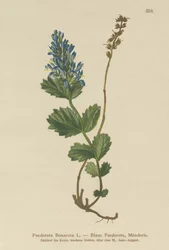Bluish Paederota