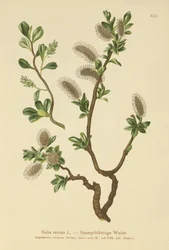 Blunt-leaved Willow