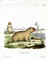 Bobac Marmot