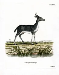 Bohor Reedbuck