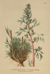 Boreal Wormwood