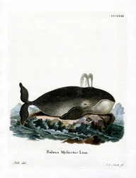 Bowhead Whale