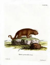 Brazilian Porcupine