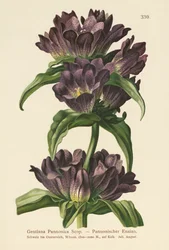 Brown Gentian