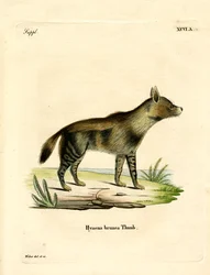 Brown Hyena