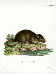Brown Rat