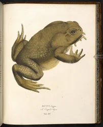 Bufo auga, the cane toad or giant marine toad, from 