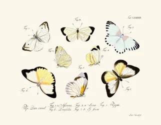 Butterflies