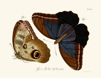 Butterflies
